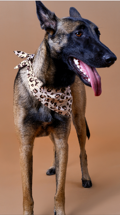 Pañoleta Animal Print Beige