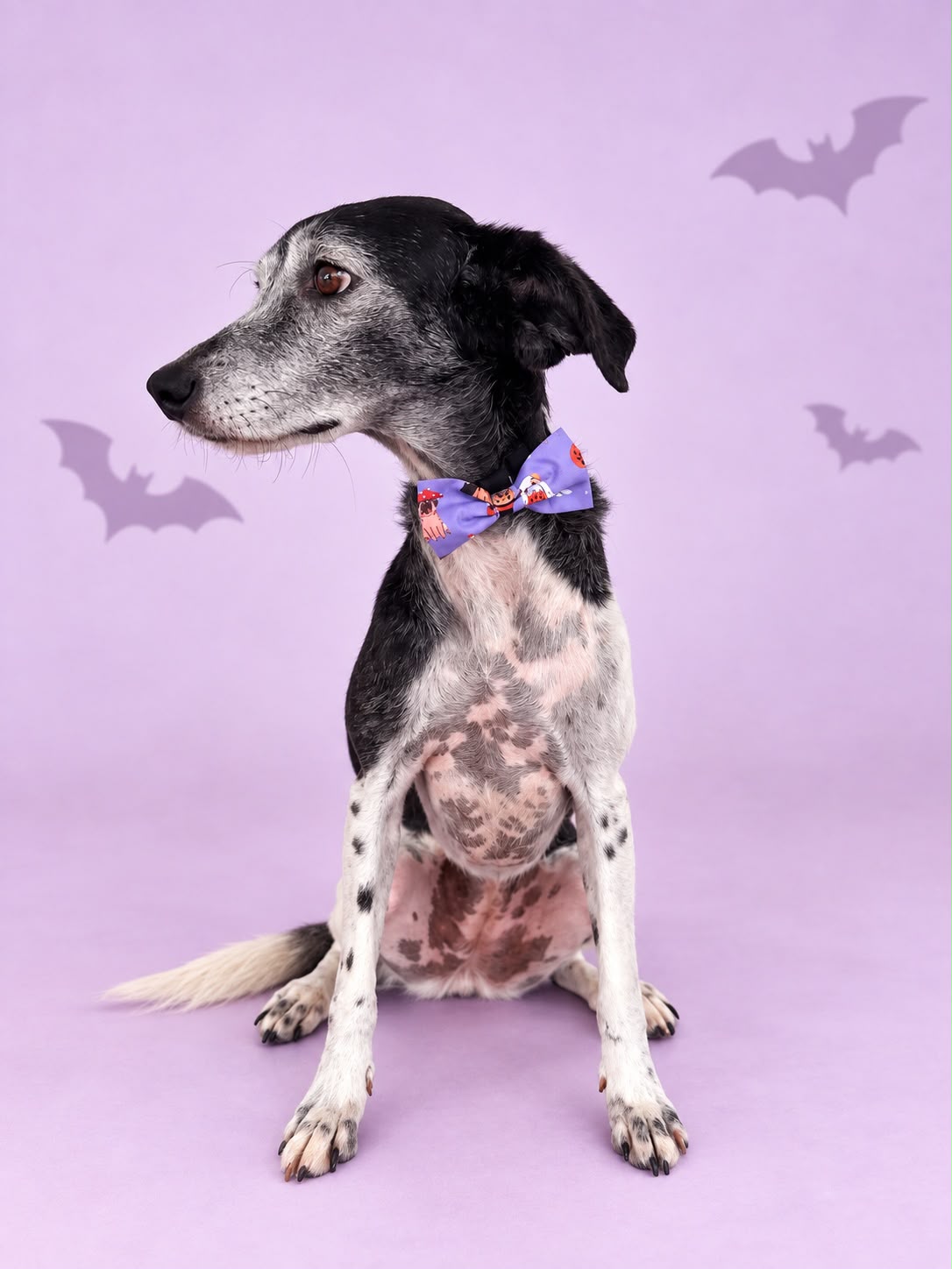 Corbatín Halloween Lila