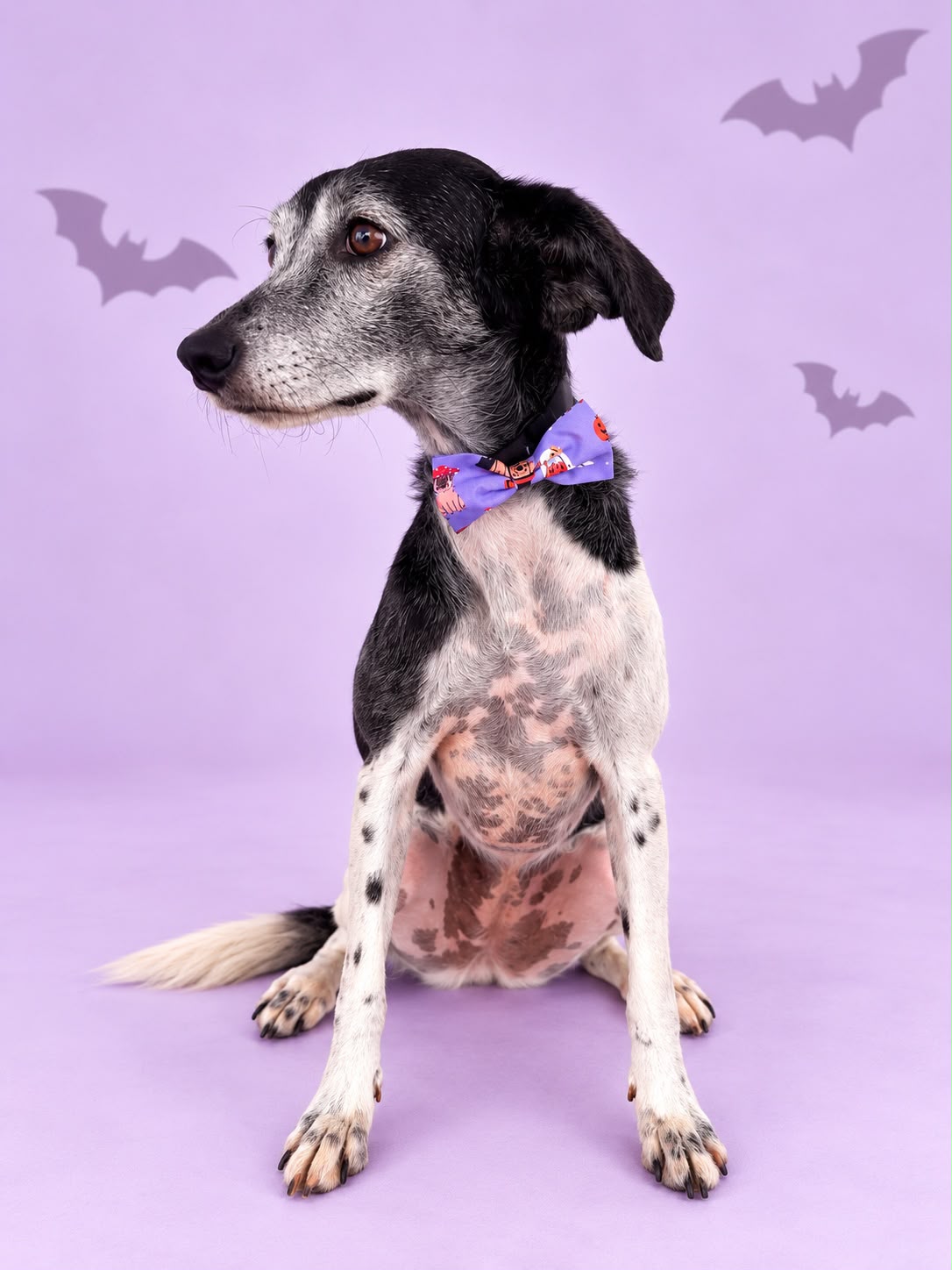Corbatín Halloween Lila
