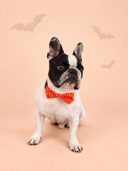 Corbatín Halloween Rayas Naranja
