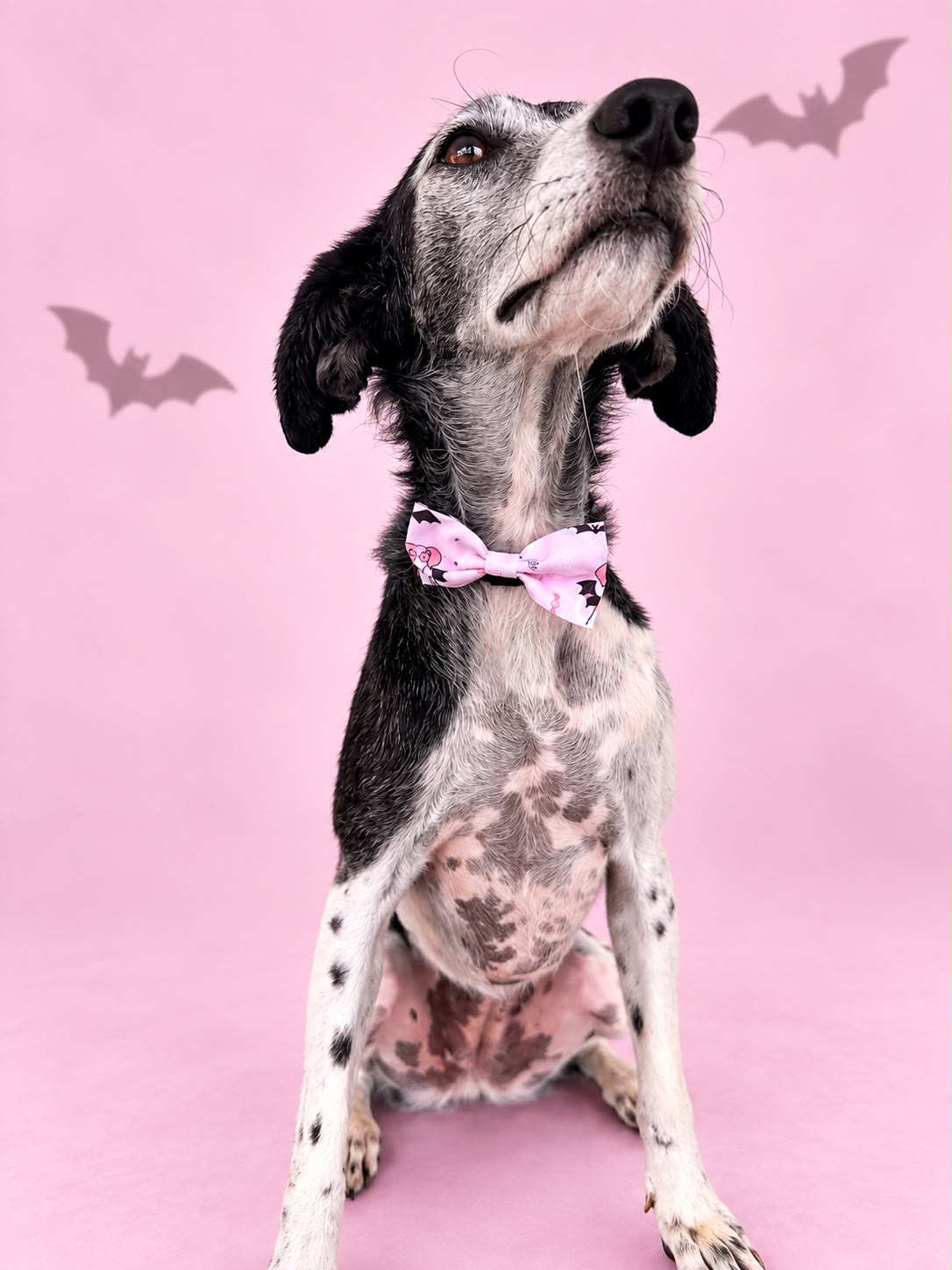 Corbatín Halloween Rosa