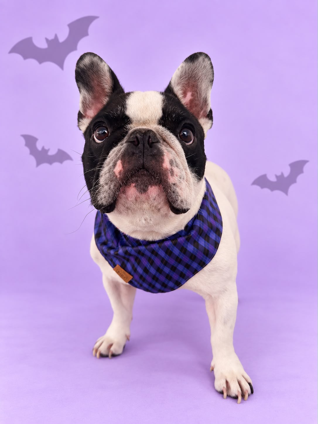 Pañoleta Halloween Lila