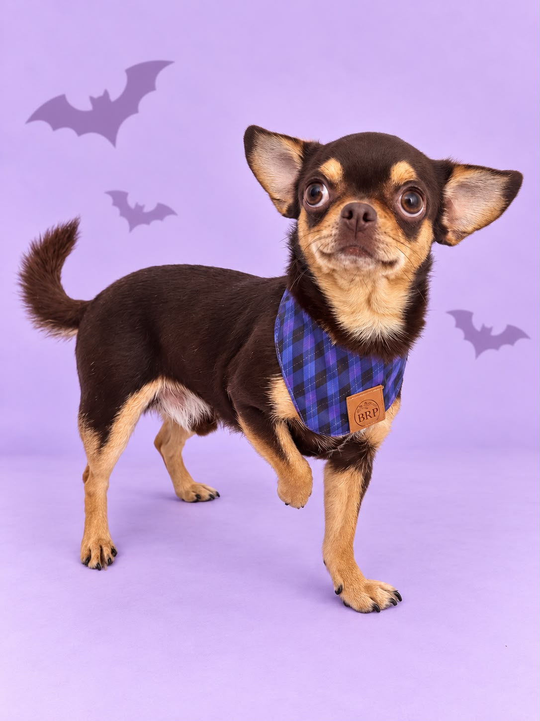 Pañoleta Halloween Lila