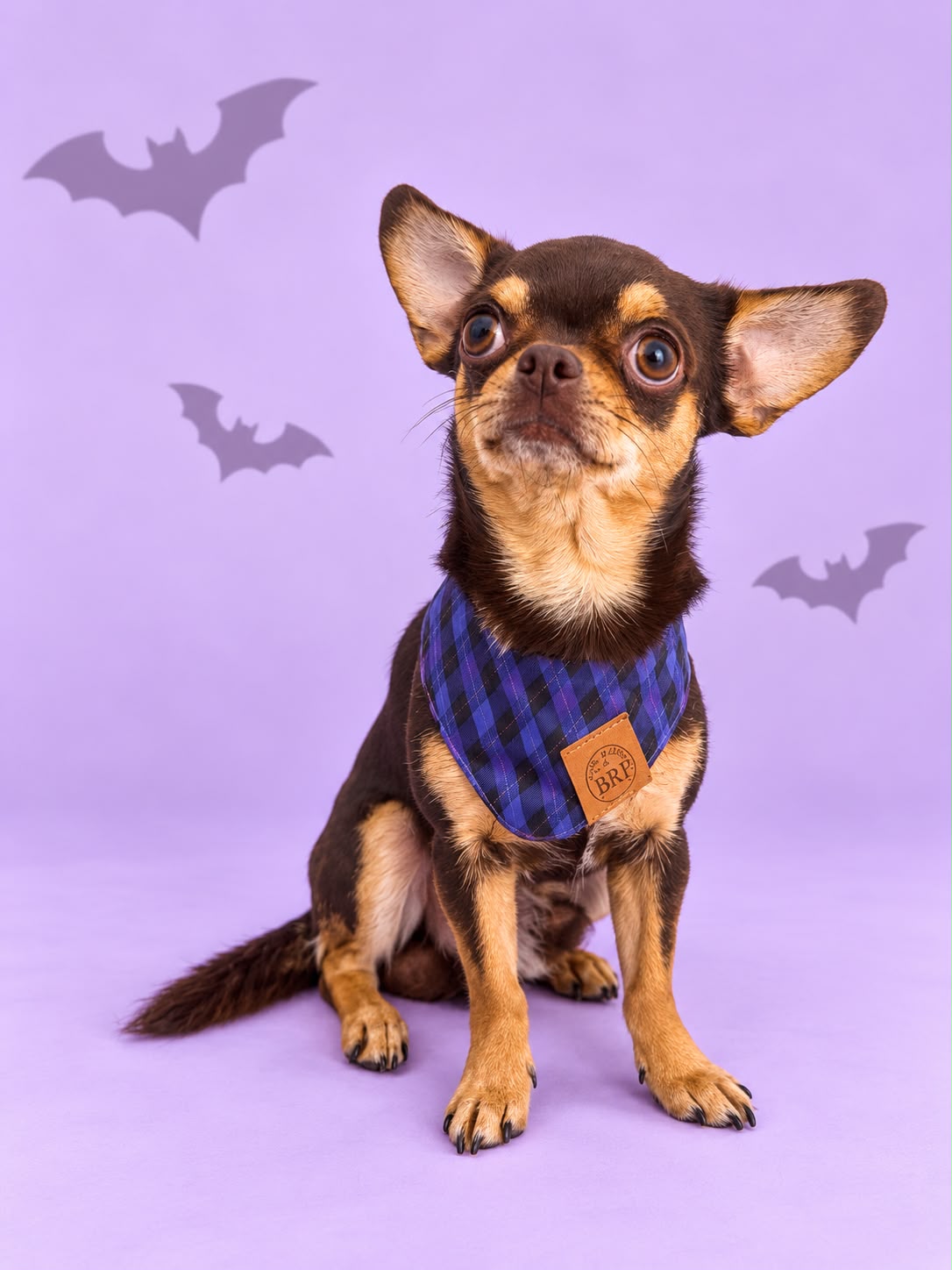 Pañoleta Halloween Lila
