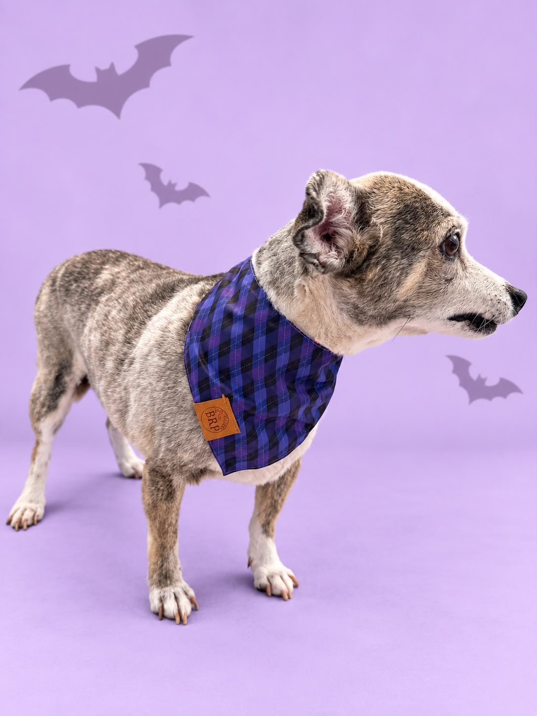 Pañoleta Halloween Lila
