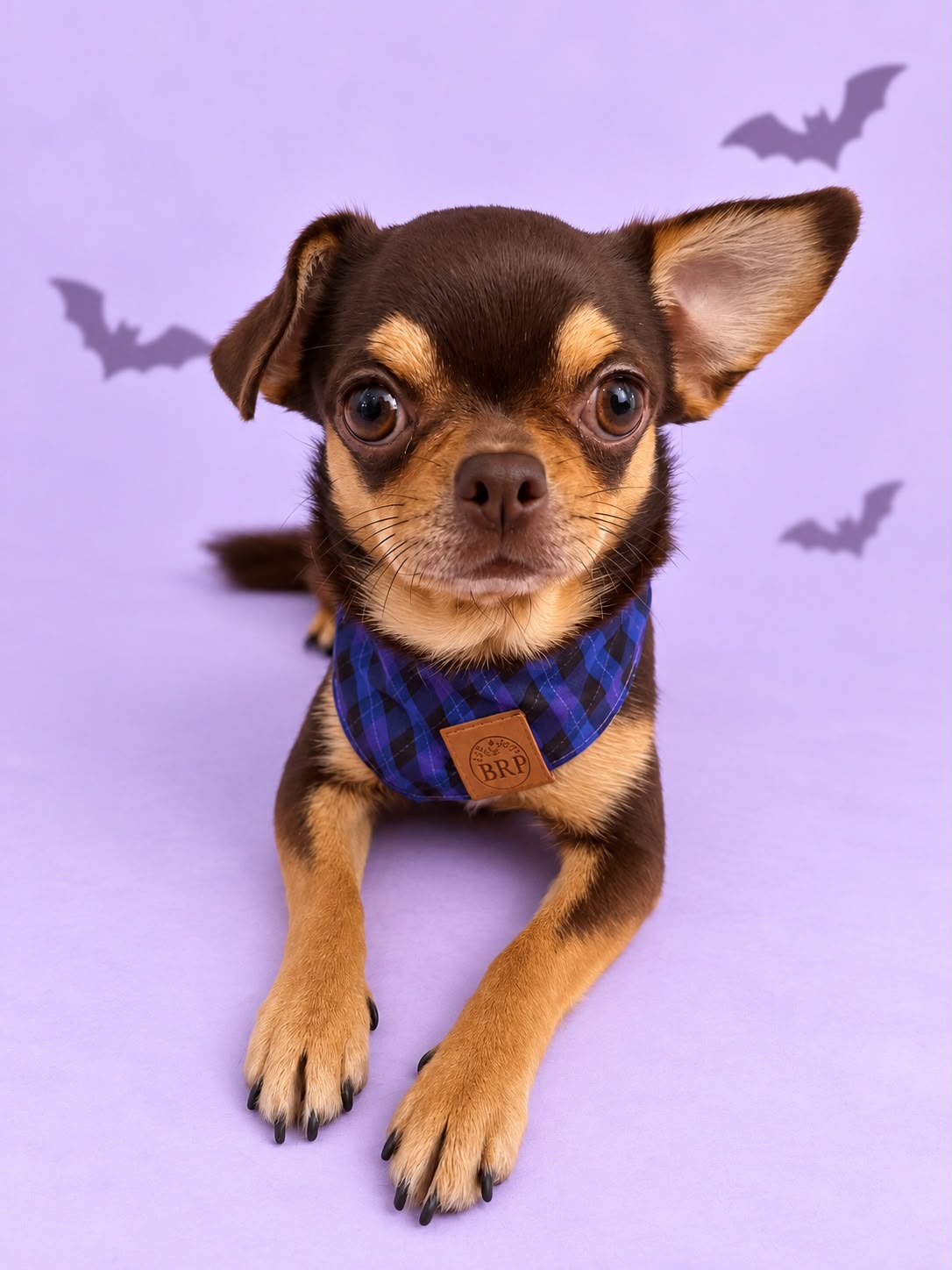 Pañoleta Halloween Lila