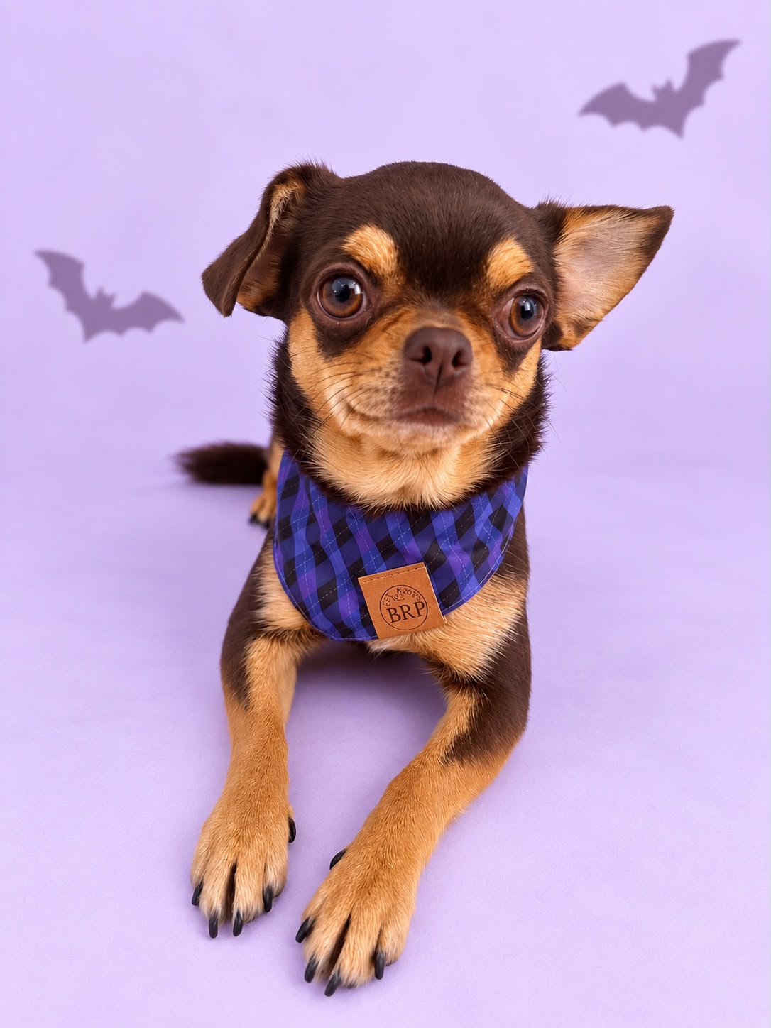Pañoleta Halloween Lila