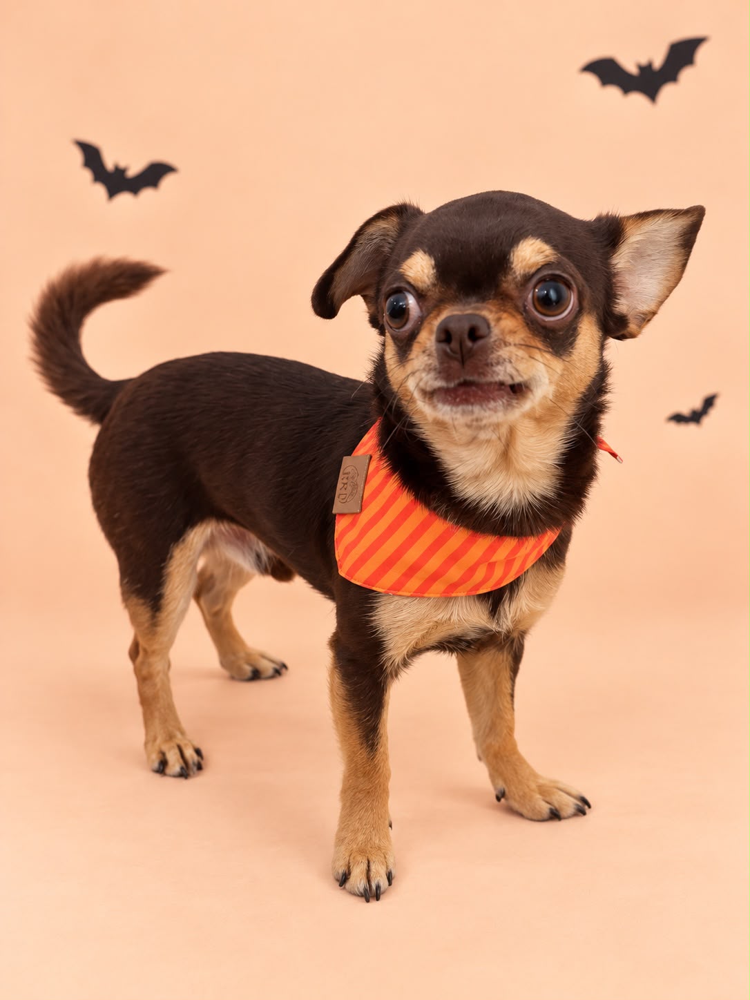 Pañoleta Halloween Naranja