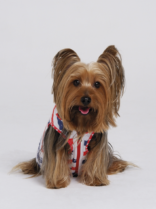 Chaqueta AmericanStars